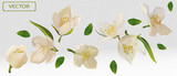 White flower jasmine with green leaf. Blooming jasmine, design for cosmetic product, tea, perfume, essential oil. Beautiful jasmine background. Banner for you health products. 3d vector illustration.