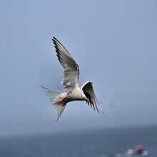 An Arctic Tern In Flight