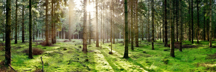 Wall Mural - Coniferous forest with the ground covered with moss in the light of the morning sun