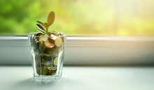 Money Tree Growing Out Of Coin Jar On Sunny Window Sill - Savings, Investment And Retirement Fund Concept. Copy Space