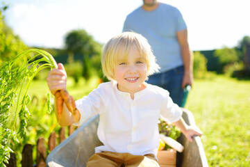 Happy little boy having fun in a wheelbarrow pushing by dad in domestic garden on warm sunny day. Child hold a bunch of fresh homegrown carrots. Active outdoors games for kids in summer.