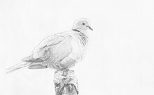 Eurasian Collared Dove (Streptopelia Decaocto) - Sketch