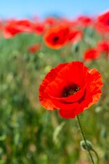 Red poppy flowers in a field