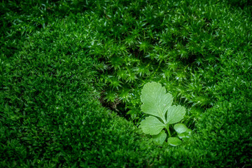 Wall Mural - Beautiful green moss on the floor,  macro. moss closeup, Beautiful background of moss; beautiful green moss in sunlight.