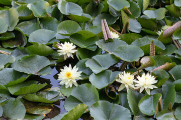 Wall Mural -  Nymphaea alba flower, commonly called water lily or water lily 