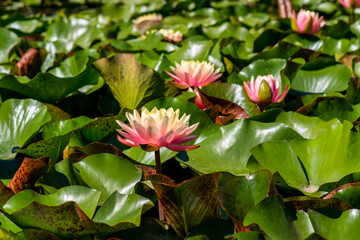 Wall Mural -  Nymphaea alba flower, commonly called water lily or water lily 