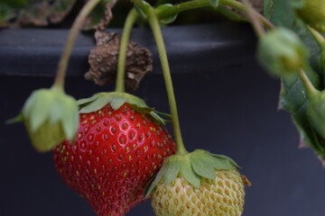 Poster - reifende Erdbeeren im Herbst