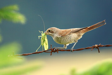 Red-backed shrike female on spiny wire with food for young birds