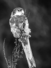 Close-up Of Bird Perching On Branch