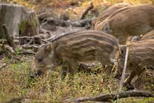 Group Of Light Brown Wild Boar Piglets Eating Grass In A Forest