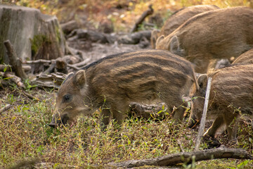 Poster - Group of light brown wild boar piglets eating grass in a forest