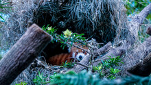 Red Panda In Nature Background