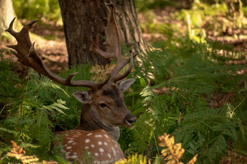 Poster - Beautiful shot of a Sika deer with long horns sitting surrounded by plants in a forest