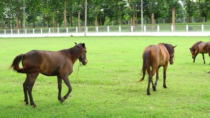 two horses on a meadow