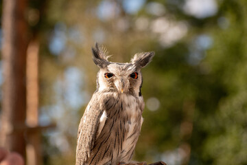 Sticker - Selective focus shot of a fluffy cute long-eared owl with bright orange eyes