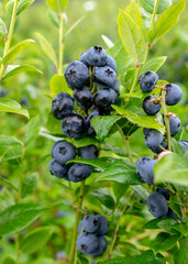 blueberry field, close-up view of juicy blueberry berries, harvest time, autumn