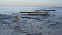 Big Seagull Walking On The Beach Searching For Food With Sunset Sea Background
