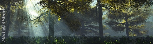Fotografía Sun rays through the trees, forest in the fog in the rays of light, trees in the