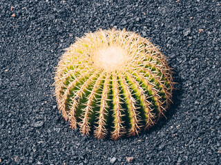 Poster - Closeup shot of cactus plants on the ground at daytime