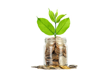 Glass jar is full of coins and has a treetop on top over white background. Saving money for financial independence or financial freedom concept