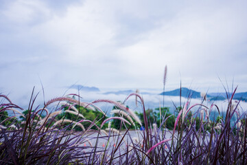 Aufkleber - lanscape purple grass and mountain