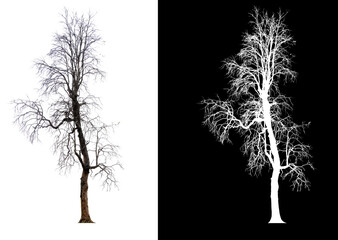 Leinwandbilder - isolated tree without leaves on white background