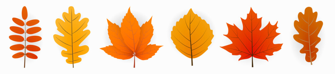 Wall Mural - autumn leaves collection set. vector illustration