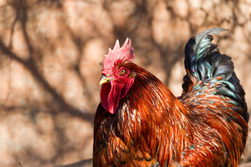 Poster - Selective focus shot of a rooster in the chicken coop on the farm