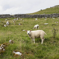 Poster - Beautiful shot of white sheep pasturing in meadow with green grass and a few trees