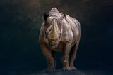 Fototapeta  - close up front view portrait of a rhino standing before a black background