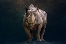 Portrait Of A Rhino Standing In Front Of A Black Background