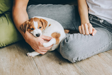 Adorable puppy Jack Russell Terrier in the owner's hands.