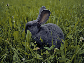 Poster - Closeup shot of a cute little bunny on the grass