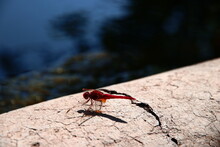 Sardinian Red Dragonfly