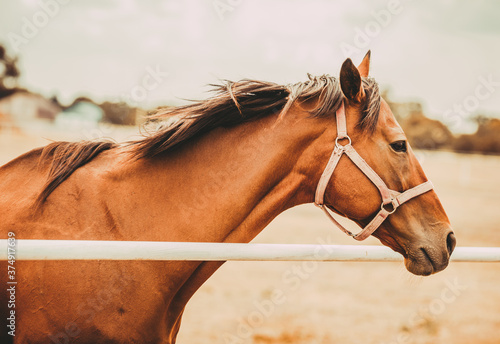 Fotomural Portrait of a brown horse. Farm animals.