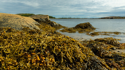 Brown algae on the seashore. White sea, Russian North, coastline, seascape.