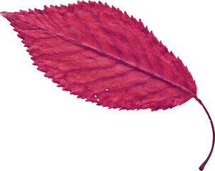 Isolated realistic colorful leaf on white background. Organic decorative element.