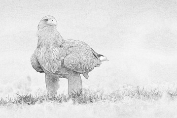 Sticker - White tailed eagle (Haliaeetus albicilla) - sketch