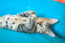 A Cute Tabby Cat Sleeping In Sofa With Crossed Paws