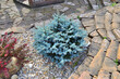 © rvo233 - Dwarf slow-growing blue spruce  (Picea pungens) variety Glauca Globosa in garden - beautiful decorative evergreen coniferous plant for gardening and landscape design, close up. Blue fir tree