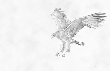 Fototapete - White tailed eagle (Haliaeetus albicilla) - sketch