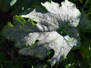 Wall Mural - Fungal disease Powdery mildew on zucchini foliage