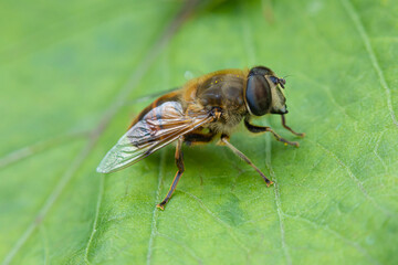 The macro shot of the beautiful fly sitting on the green leaf in the sunny summer or spring weather