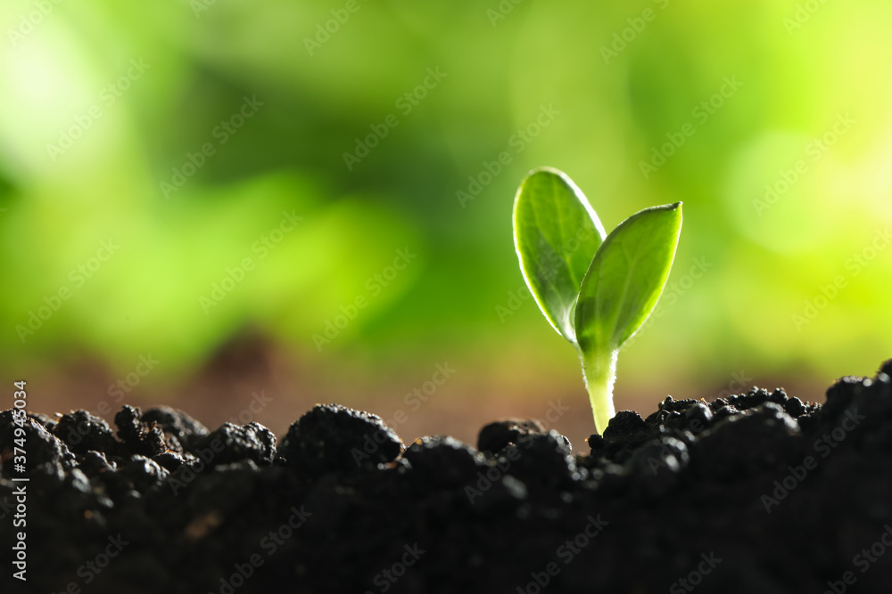 Young vegetable seedling growing in soil outdoors, space for text - obrazy, fototapety, plakaty 