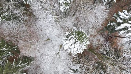 Wall Mural - Aerial flight beautiful snowy forest trees. Drone shot.