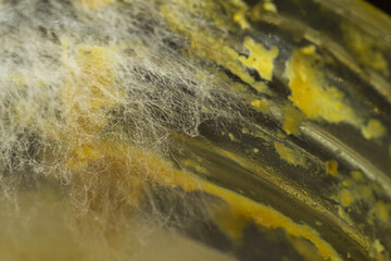 Macro shot of fungi growing on expired curry under the lights