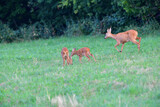 Fototapeta  - Mom doe with two young fawn grazes on the grass at sunset