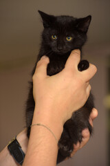 black cute kitten in hands close up