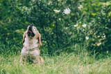Fototapeta Kosmos - Amazing and happy senior beagle posing outdoors.