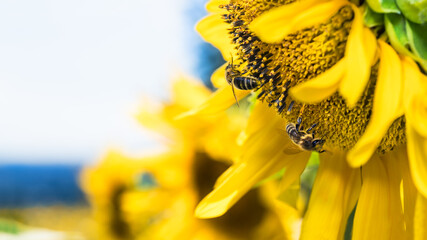 Western honey bees in common sunflower field. Apis mellifera. Helianthus annuus. Close-up of two foraging and pollinating honeybees on yellow flower detail with summer blue sky background. Copy space.